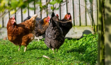 Rozporządzenie Nr7/2023 Powiatowego Lekarza Weterynarii w Sieradzu z dnia 16.02.2023 w sprawie uchylenia Rozporządzenia  Powiatowego Lekarza Weterynarii w Sieradzu w sprawie zwalczania wysoce zjadliwej grypy ptak&oacute;w(HPAI) na terenie powiatu wieruszowskiego