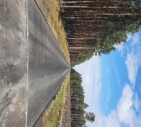 Plęsy